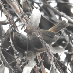 Acanthiza pusilla (Brown Thornbill) at Lions Youth Haven - Westwood Farm - 29 Apr 2024 by HelenCross