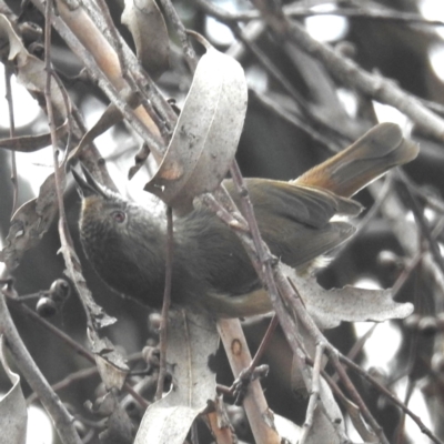 Acanthiza pusilla (Brown Thornbill) at Kambah, ACT - 29 Apr 2024 by HelenCross