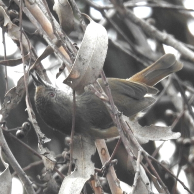 Acanthiza pusilla (Brown Thornbill) at Lions Youth Haven - Westwood Farm - 29 Apr 2024 by HelenCross