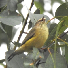 Smicrornis brevirostris (Weebill) at Kambah, ACT - 29 Apr 2024 by HelenCross