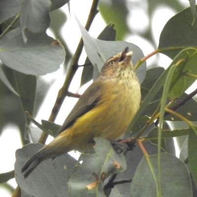 Smicrornis brevirostris (Weebill) at Lions Youth Haven - Westwood Farm A.C.T. - 29 Apr 2024 by HelenCross