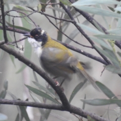 Melithreptus lunatus (White-naped Honeyeater) at Lions Youth Haven - Westwood Farm A.C.T. - 29 Apr 2024 by HelenCross