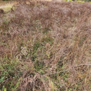 Hypericum perforatum at Farrer Ridge - 29 Apr 2024