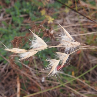 Rytidosperma sp. (Wallaby Grass) at Kambah, ACT - 29 Apr 2024 by HelenCross