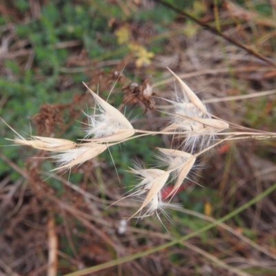 Rytidosperma sp. (Wallaby Grass) at Lions Youth Haven - Westwood Farm - 29 Apr 2024 by HelenCross