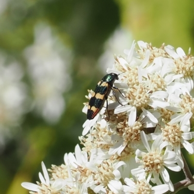 Castiarina interstitialis (A jewel beetle) at Namadgi National Park - 9 Oct 2023 by RAllen