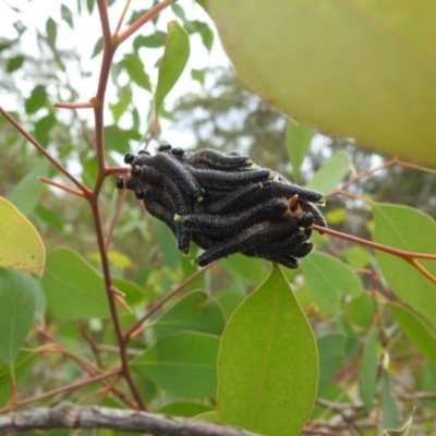 Perginae sp. (subfamily) (Unidentified pergine sawfly) at Kambah, ACT - 29 Apr 2024 by HelenCross