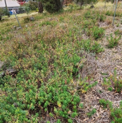 Euphorbia oblongata (Egg-leaf Spurge) at Farrer Ridge - 29 Apr 2024 by julielindner