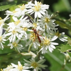 Labium sp. (genus) (An Ichneumon wasp) at Lower Cotter Catchment - 9 Oct 2023 by RAllen