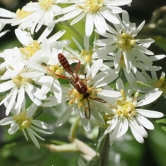 Labium sp. (genus) at Lower Cotter Catchment - 9 Oct 2023