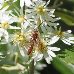 Labium sp. (genus) at Lower Cotter Catchment - 9 Oct 2023