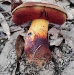 Unidentified Bolete - Fleshy texture, stem central (more-or-less) at Kianga, NSW - 28 Apr 2024 by Teresa