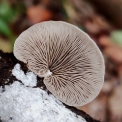 Crepidotus variabilis (Crepidotus variabilis) at Box Cutting Rainforest Walk - 29 Apr 2024 by Teresa