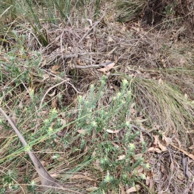 Styphelia triflora (Five-corners) at Farrer Ridge - 29 Apr 2024 by julielindner