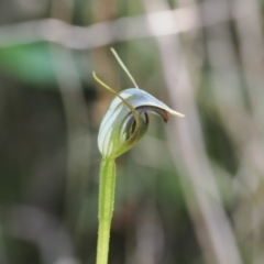 Pterostylis pedunculata (Maroonhood) at Namadgi National Park - 9 Oct 2023 by RAllen