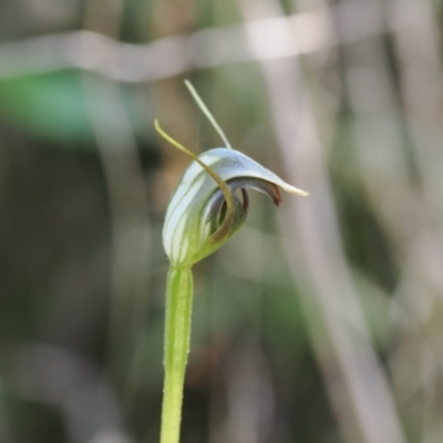 Pterostylis pedunculata (Maroonhood) at Namadgi National Park - 9 Oct 2023 by RAllen