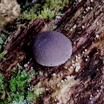 Lycoperdon subincarnatum at Kianga, NSW - 29 Apr 2024 by Teresa