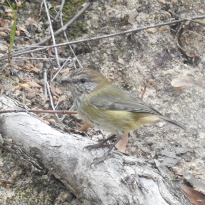 Acanthiza lineata (Striated Thornbill) at Lions Youth Haven - Westwood Farm A.C.T. - 29 Apr 2024 by HelenCross