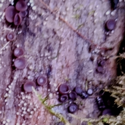 zz – ascomycetes - apothecial (Cup fungus) at Kianga, NSW - 29 Apr 2024 by Teresa