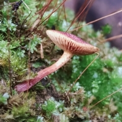 Gymnopilus dilepis at Kianga, NSW - 29 Apr 2024 by Teresa