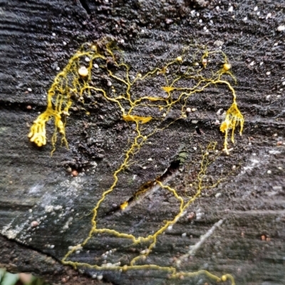 Myxomycete-plasmodium(class) (A slime mould) at Kianga, NSW - 29 Apr 2024 by Teresa