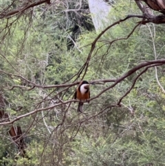 Acanthorhynchus tenuirostris (Eastern Spinebill) at ANBG - 29 Apr 2024 by JimL