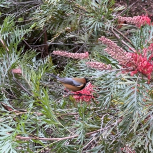 Acanthorhynchus tenuirostris at ANBG - 29 Apr 2024