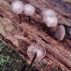 Unidentified Cap on a stem; gills below cap [mushrooms or mushroom-like] at Kianga, NSW - 29 Apr 2024 by Teresa