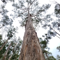 Eucalyptus bosistoana (Coastal Grey Box) at Eden, NSW - 29 Apr 2024 by Steve818
