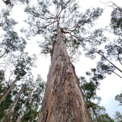 Eucalyptus bosistoana (Coastal Grey Box) at Eden, NSW - 29 Apr 2024 by Steve818