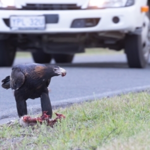 Aquila audax at Symonston, ACT - 24 Apr 2024 08:10 AM