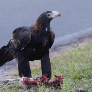 Aquila audax at Symonston, ACT - 24 Apr 2024 08:10 AM