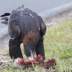 Aquila audax at Symonston, ACT - 24 Apr 2024 08:10 AM