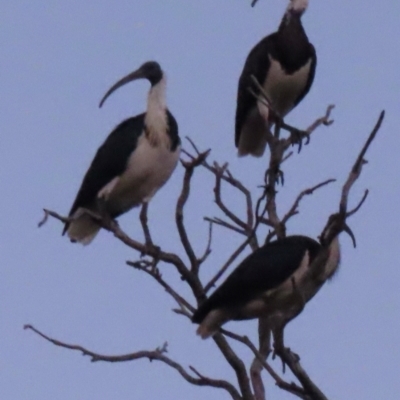 Threskiornis spinicollis (Straw-necked Ibis) at Callum Brae - 28 Apr 2024 by RobParnell