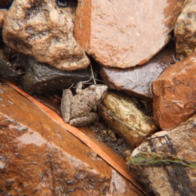 Unidentified Frog at Mount Stuart, QLD - 27 Apr 2024 by TerryS
