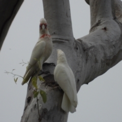 Cacatua tenuirostris (Long-billed Corella) at Mount Stuart, QLD - 27 Apr 2024 by TerryS