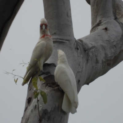 Cacatua tenuirostris (Long-billed Corella) at Mount Stuart, QLD - 28 Apr 2024 by TerryS