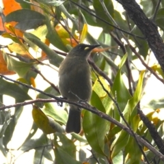 Stomiopera unicolor (White-gaped Honeyeater) at Kelso, QLD - 27 Apr 2024 by TerryS