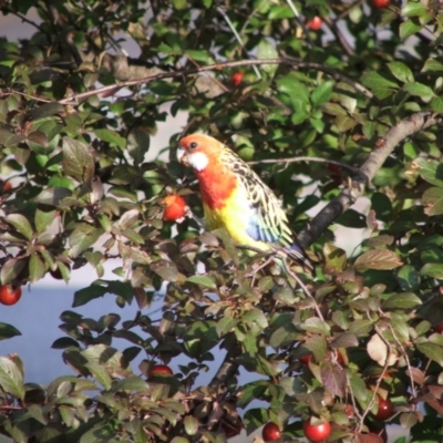 Platycercus eximius (Eastern Rosella) at Higgins, ACT - 15 Jan 2006 by AlisonMilton