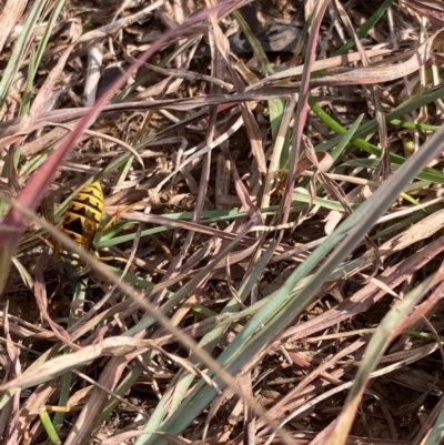 Vespula germanica (German Yellowjacket Wasp (also known as European Wasp)) at Kosciuszko National Park - 28 Apr 2024 by JohnGiacon