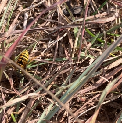 Vespula germanica (European wasp) at Kosciuszko National Park - 28 Apr 2024 by JohnGiacon