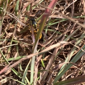 Vespula germanica at Kosciuszko National Park - 28 Apr 2024