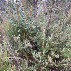 Acacia rubida at Kosciuszko National Park - 28 Apr 2024 01:38 PM