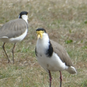 Vanellus miles at Flea Bog Flat to Emu Creek Corridor - 29 Apr 2024 01:47 PM