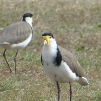 Vanellus miles (Masked Lapwing) at Belconnen, ACT - 29 Apr 2024 by JohnGiacon