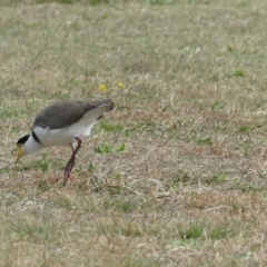 Vanellus miles at Flea Bog Flat to Emu Creek Corridor - 29 Apr 2024 01:47 PM