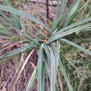 Dianella sp. aff. longifolia (Benambra) at Mount Majura - 29 Apr 2024 10:35 AM