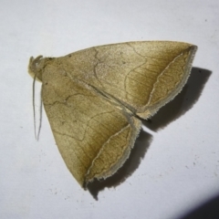 Simplicia armatalis (Crescent Moth) at Flea Bog Flat to Emu Creek Corridor - 22 Apr 2024 by JohnGiacon
