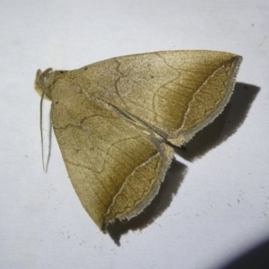 Simplicia armatalis at Emu Creek Belconnen (ECB) - 22 Apr 2024