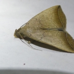 Simplicia armatalis at Emu Creek Belconnen (ECB) - 22 Apr 2024 10:07 PM